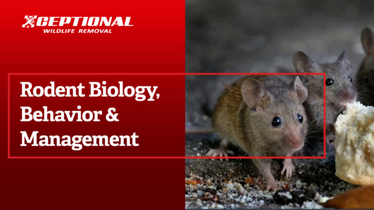 Rodent Biology, Behavior & Management