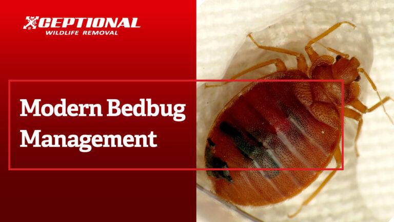 Modern Bed Bug Management