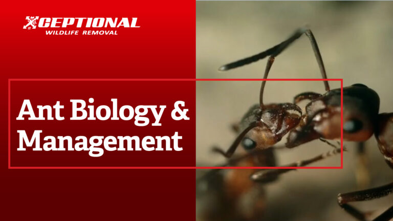 Ant Biology & Management