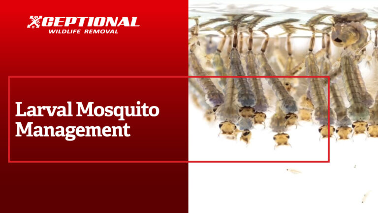 Larval Mosquito Management