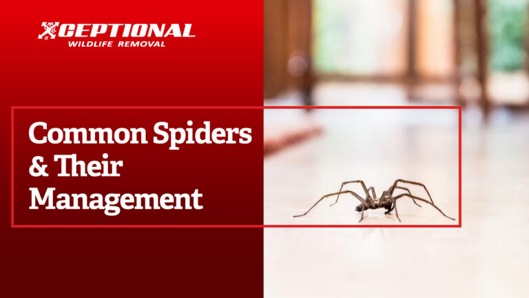 Common Spiders & Their Management