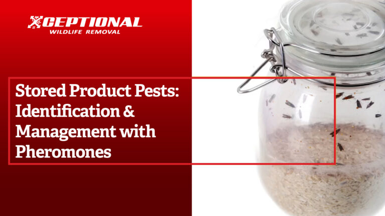 Stored Product Pests: Identification & Management with Pheromones