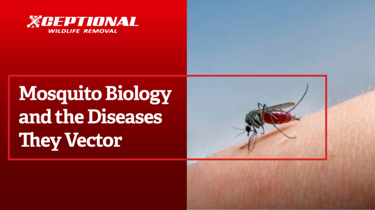 Mosquito Biology and the Diseases They Vector