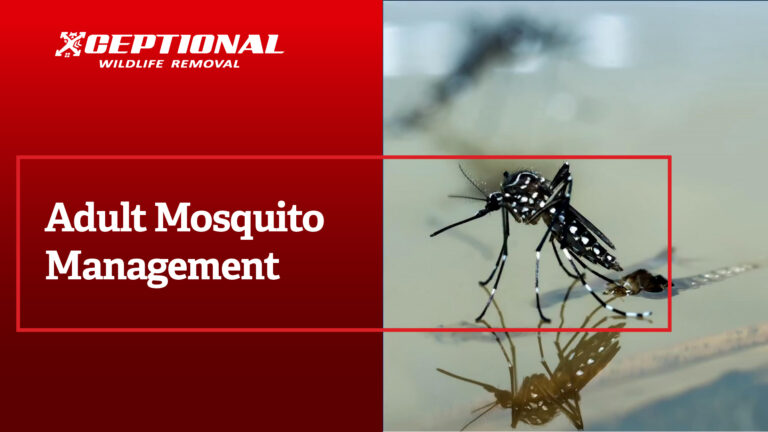 Adult Mosquito Management